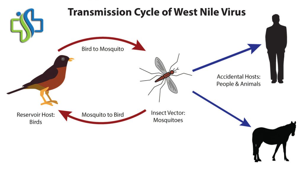 Wabah Virus West Nile di Israel: Ancaman yang Mengkhawatirkan