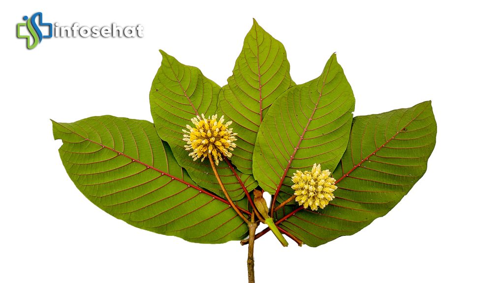 Daun Kratom: Stimulan Alami atau Ancaman Kesehatan?