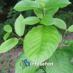 Daun Kratom: Stimulan Alami atau Ancaman Kesehatan?