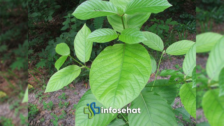 Daun Kratom: Stimulan Alami atau Ancaman Kesehatan?