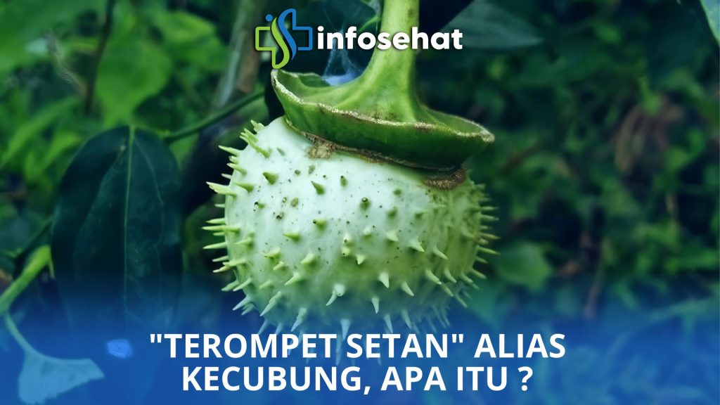 Buah Kecubung: Pedang Bermata Dua dalam Dunia Medis