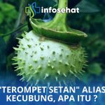 Buah Kecubung: Pedang Bermata Dua dalam Dunia Medis