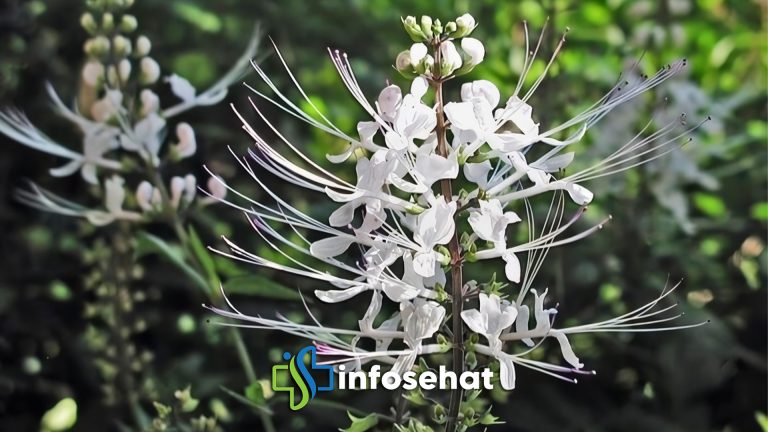 Kumis Kucing: Tanaman Herbal Segudang Manfaat Kesehatan