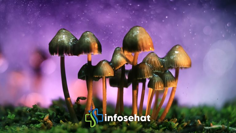 Magic Mushroom: Mengenal Jamur Tahi Sapi dan Efeknya