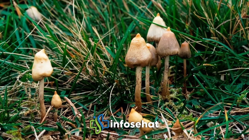 Magic Mushroom: Mengenal Jamur Tahi Sapi dan Efeknya