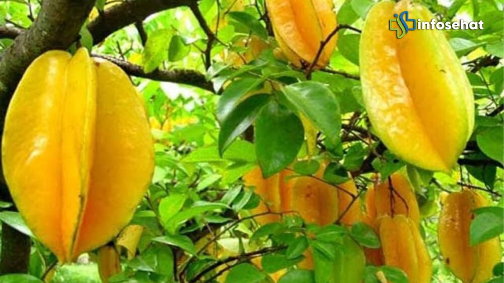 Buah Belimbing: Superfood Alami untuk Tubuh Sehat