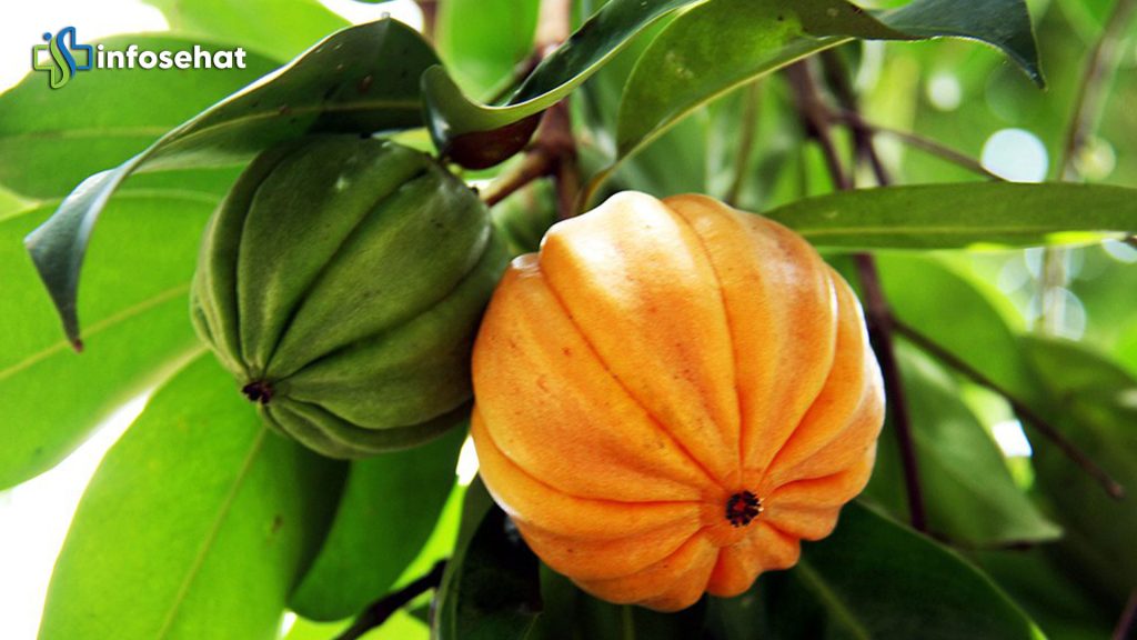 Garcinia cowa Roxb: Khasiat dan Penggunaan Asam Gelugur