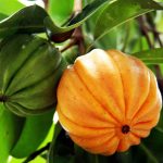 Garcinia cowa Roxb: Khasiat dan Penggunaan Asam Gelugur