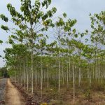 Pohon Gaharu: Dari Kesehatan hingga Keindahan Alam