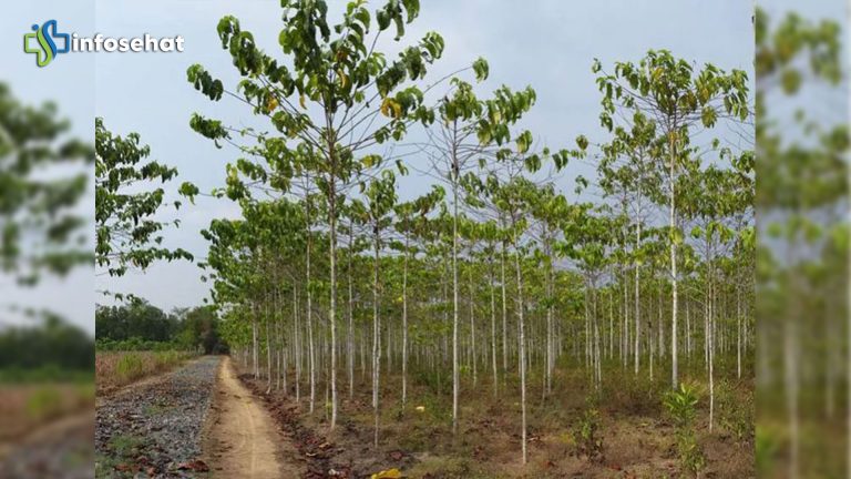 Pohon Gaharu: Dari Kesehatan hingga Keindahan Alam