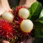 Kandungan Gizi & Risiko Makan Rambutan Berlebihan, Simak Yuk